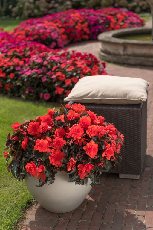 CONIA Portofino Coral