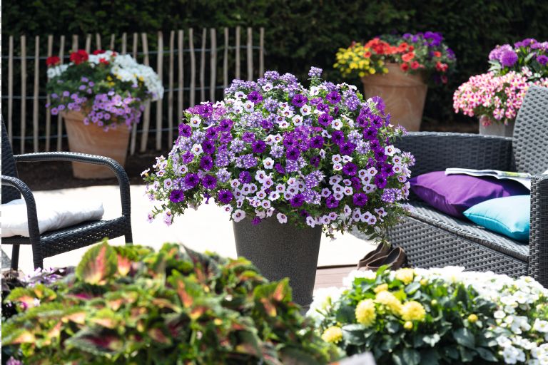 Confetti Garden™® Sparkle Purple