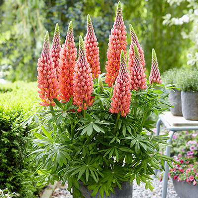 Lupine-(Lupinus-West-Country-Towering-Inferno)