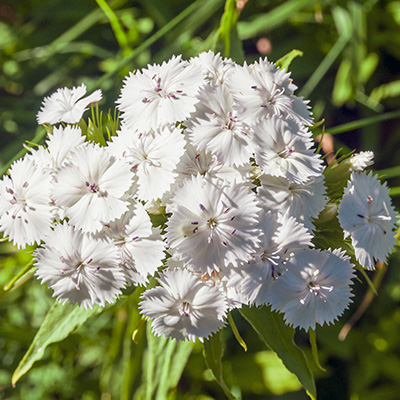 duizendschoon-(Dianthus-barbatus-White)