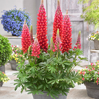 lupine-(Lupinus-West-Country-Beefeater)