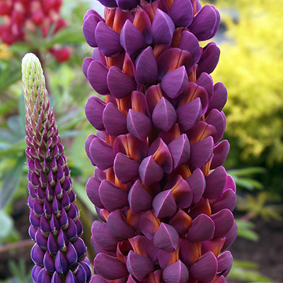 lupine-(Lupinus-West-Country-Masterpiece)