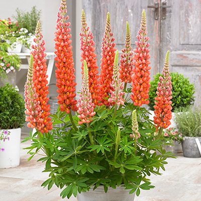 lupine-(Lupinus-West-Country-Terracotta)