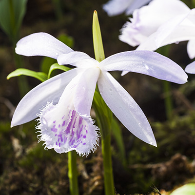 Tibetorchidee (Pleione formosana white)
