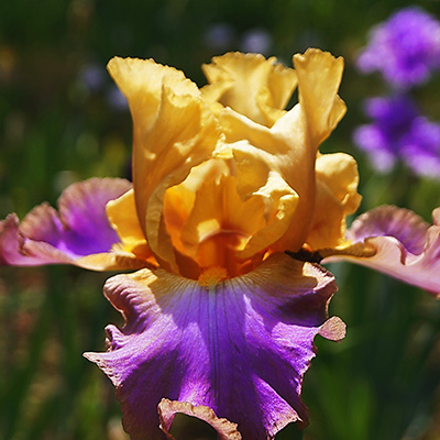 zwaardlelie-2-(Iris-germanica-Au-Sommet)