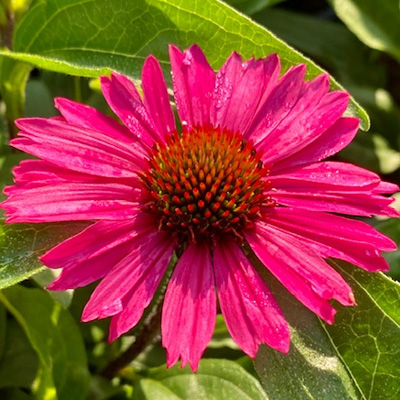 zonnehoed-(Echinacea-purpurea-Sensation-Pink)