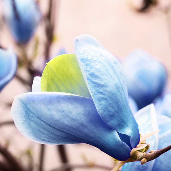 blauwe bosmagnolia (Magnolia acuminata Blue Opal)