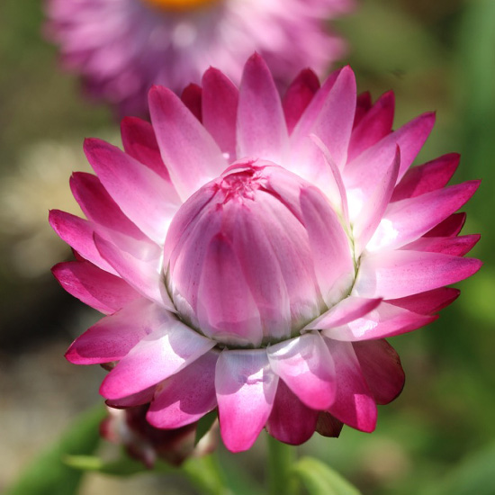 strobloem-(Helichrysum-bracteatum-Pink)