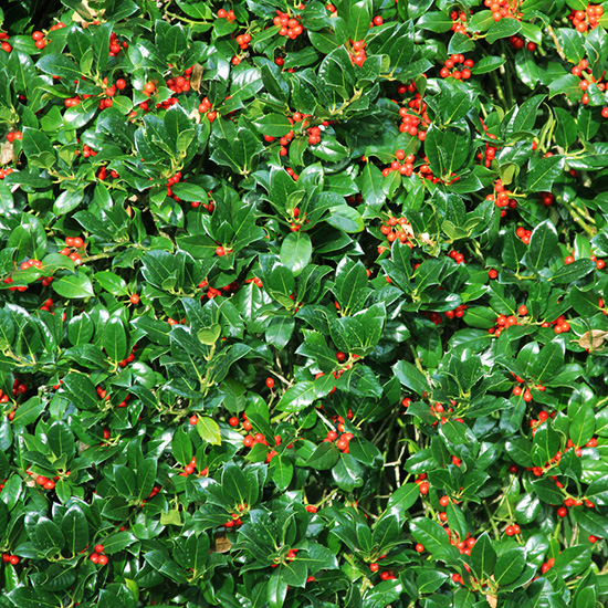 scherpe hulst (ilex aquifolium)