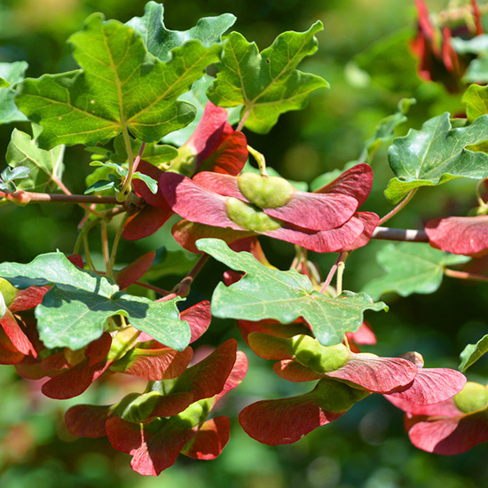 veldesdoorn (Acer campestre)