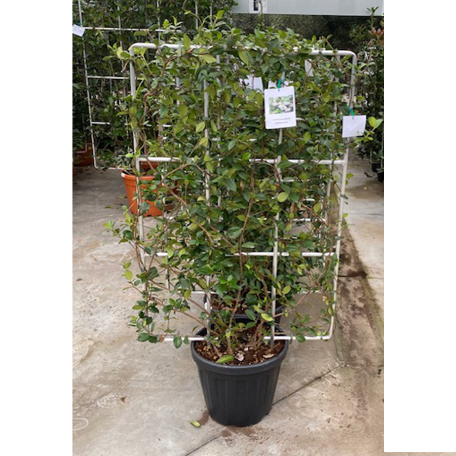 Toscaanse jasmijn (Rhyncospermum - Trachelospermum jasminoides Aluminium Rek 30l pot)