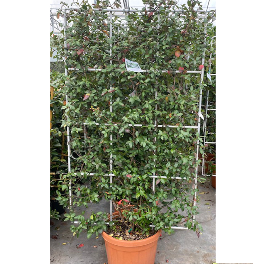Toscaanse jasmijn (Rhyncospermum - Trachelospermum jasminoides Aluminium Rek 55l pot)