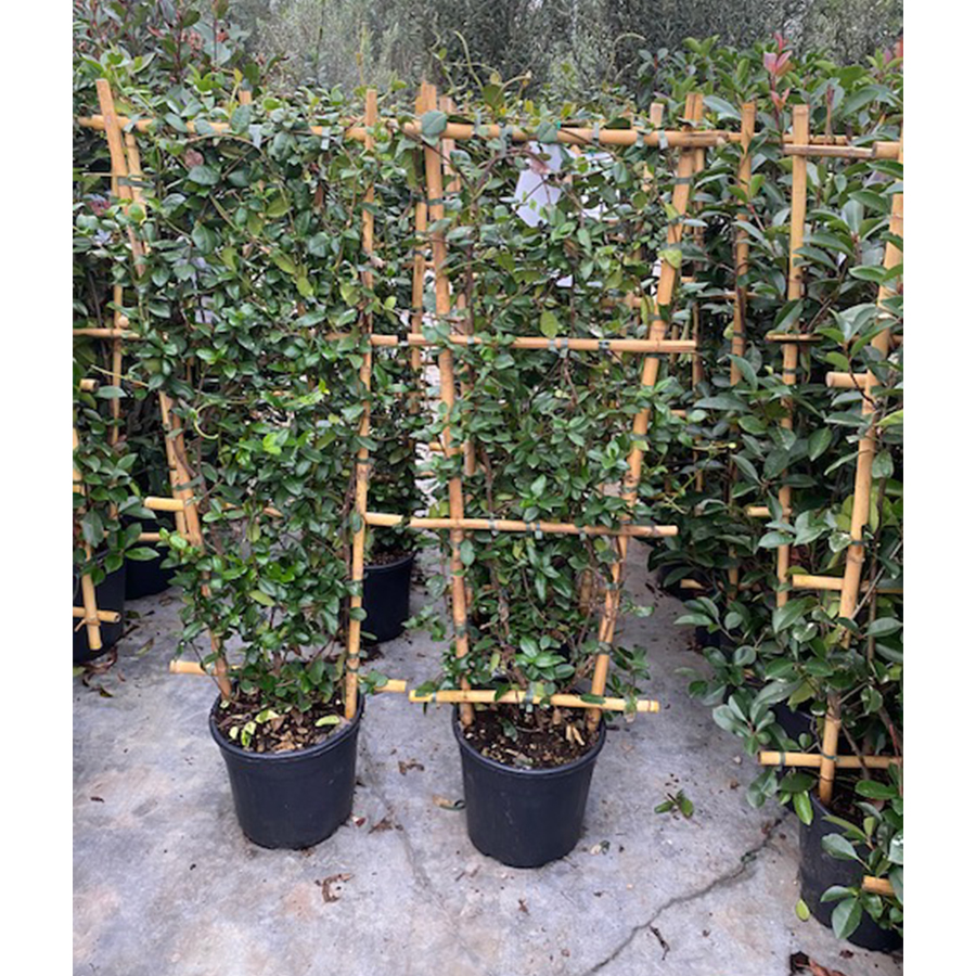 Toscaanse jasmijn (Rhyncospermum - Trachelospermum jasminoides Bamboe Rek 120 cm)