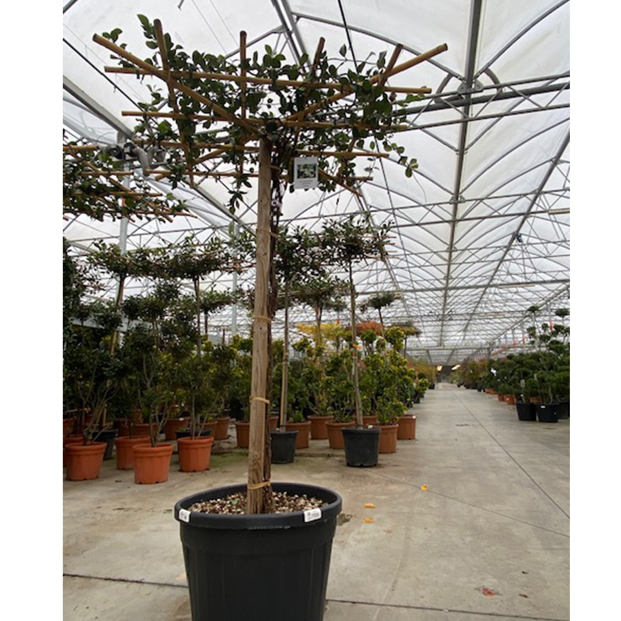 Toscaanse jasmijn (Rhyncospermum - Trachelospermum jasminoides Parasol 90l pot)