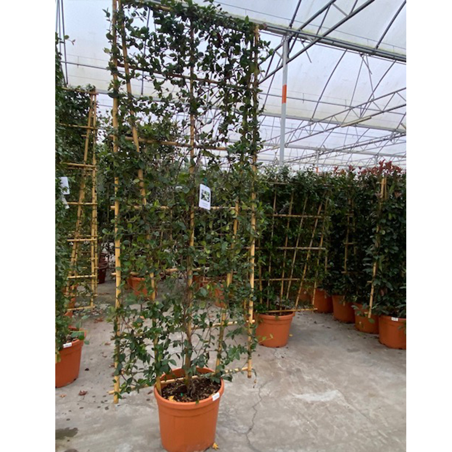 Toscaanse jasmijn (Rhyncospermum - Trachelospermum jasminoides REK VGL 250 x 100 cm 55l pot)