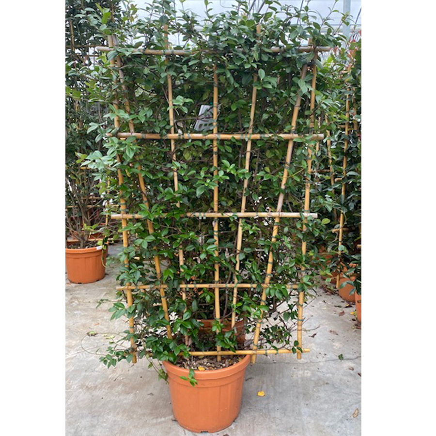 glansmispel (Photinia fraseri Red Robin Bamboe Rek 175 cm 55l pot 2)