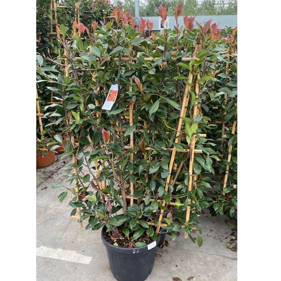 glansmispel glansmispel (Photinia fraseri Red Robin Bamboe Rek 150 cm)