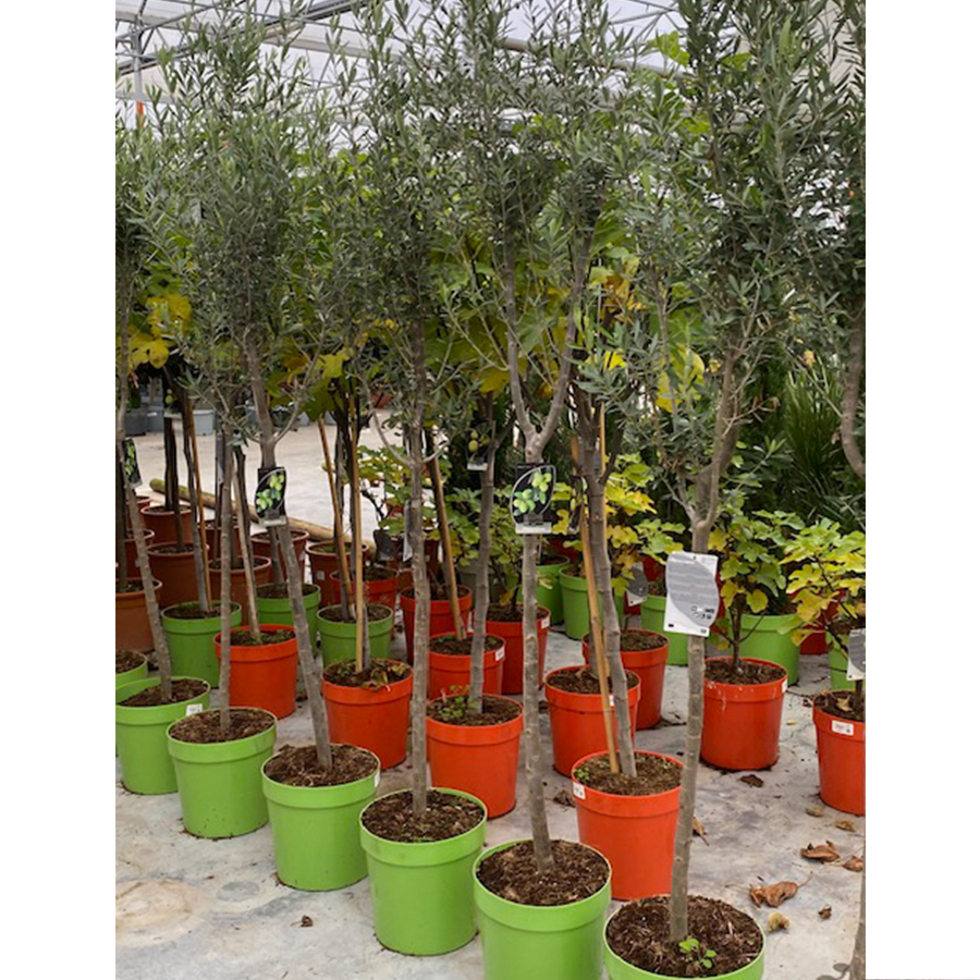 olijfboom (Olea europaea Halfstam 18l Color pot)
