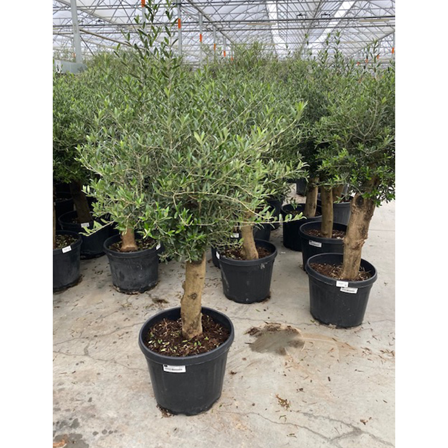 olijfboom (Olea europaea Halfstam 30/40 45l pot)