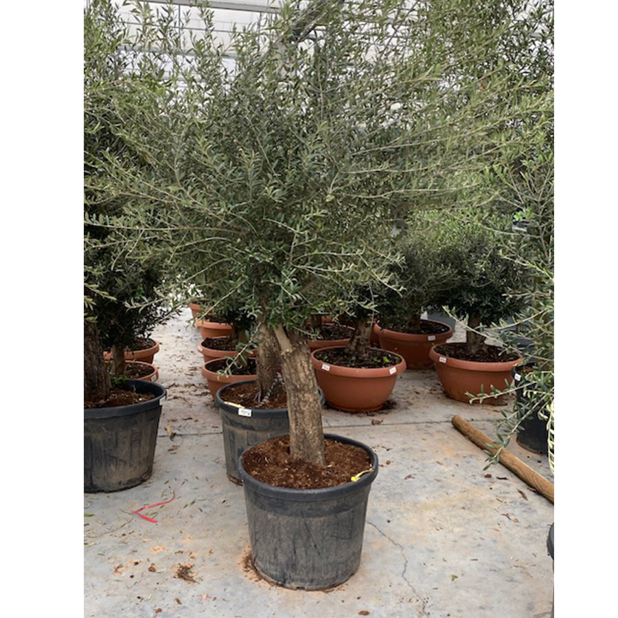 olijfboom (Olea europaea Halfstam 35/40 90l pot)