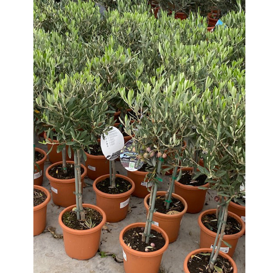 olijfboom (Olea europaea Ministam 3l pot)