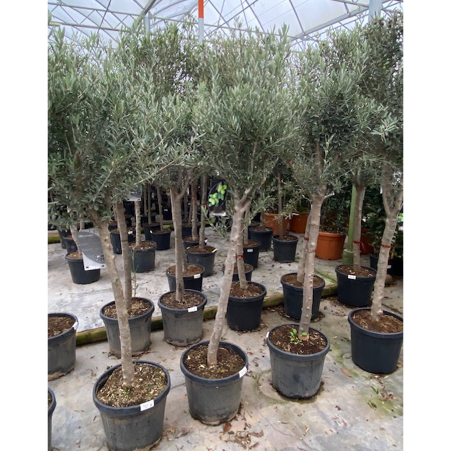 olijfboom (Olea europaea Stam 14/ 35l pot)