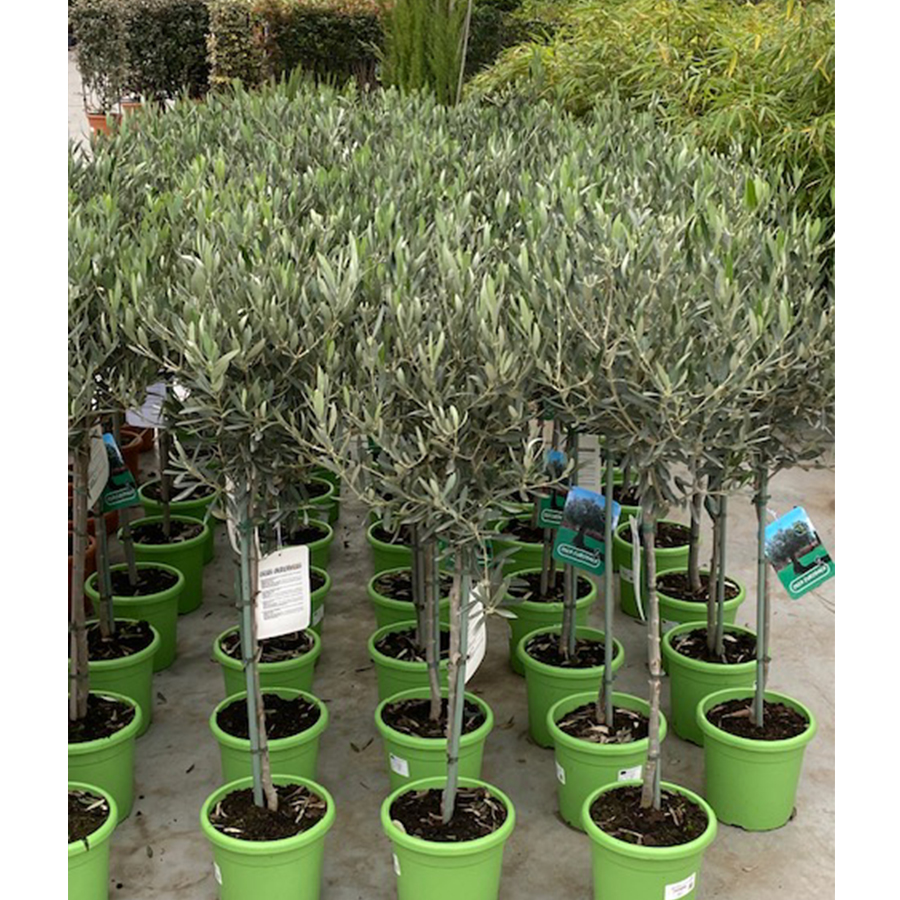 olijfboom (Olea europaea Stam Gekleurde Pot 20 cm)
