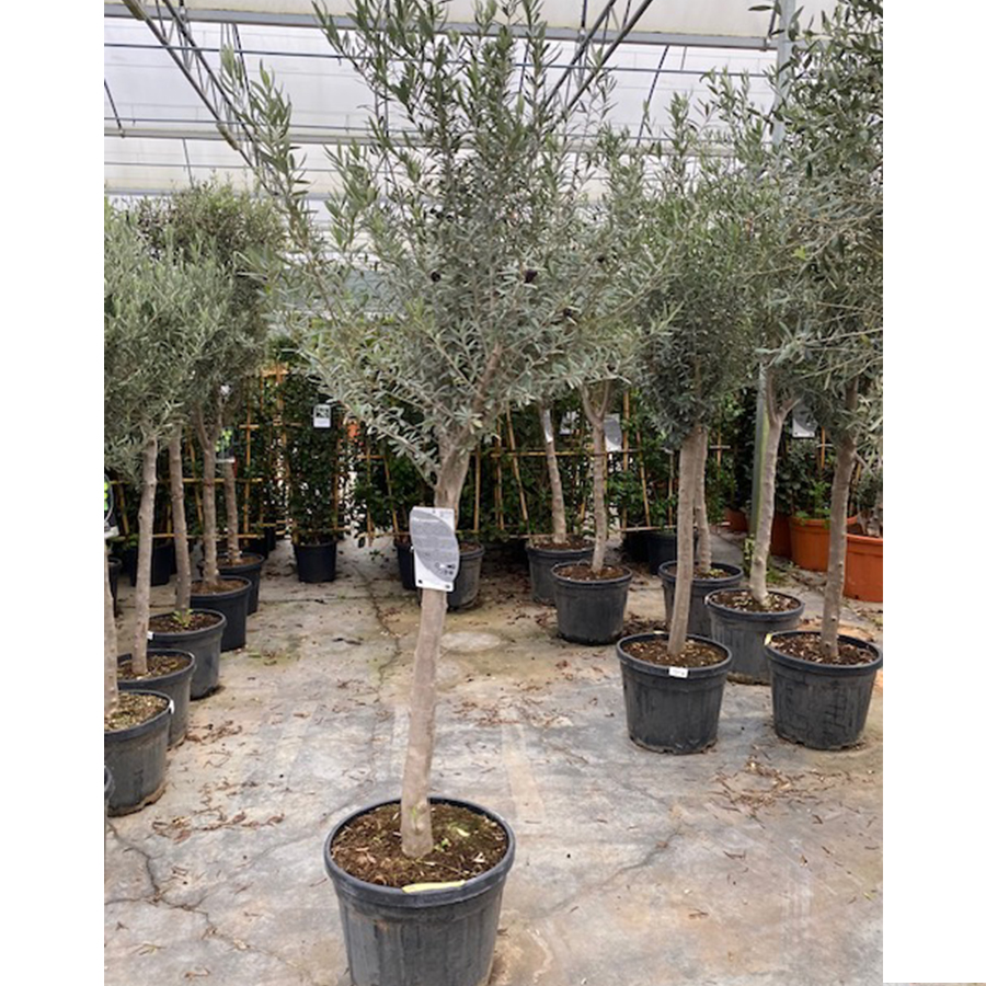 olijfboom (Olea europaea stam 16/ 50l pot)