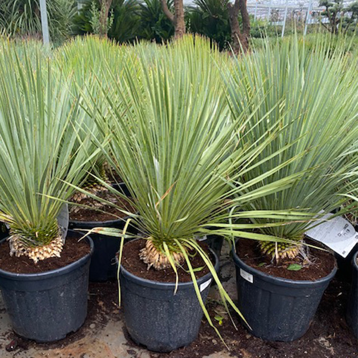 palmlelie (Yucca-rostrata-Stam-20 cm-25l-pot)