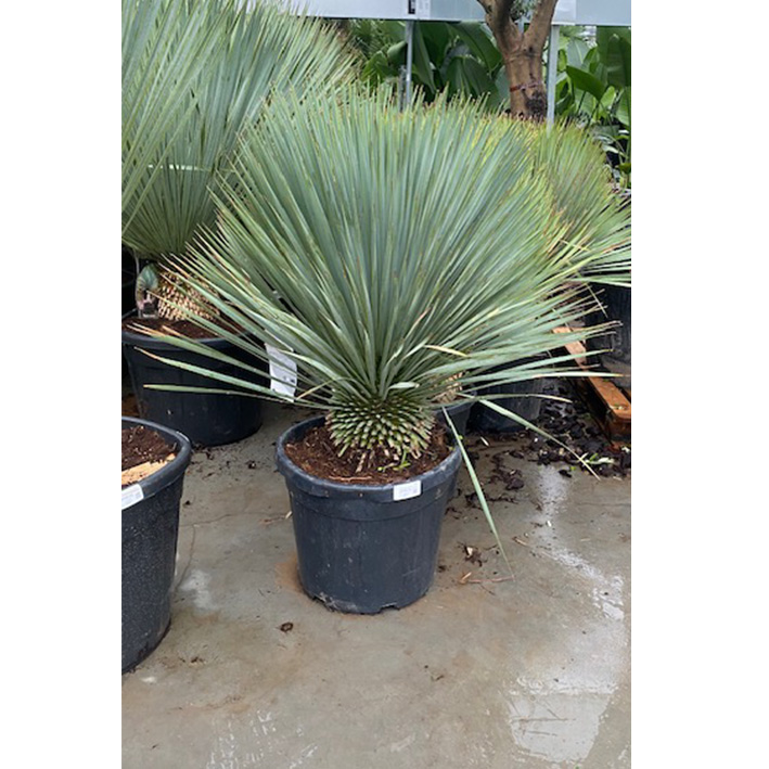 palmlelie (Yucca-rostrata-Stam-25 cm-35l-pot)