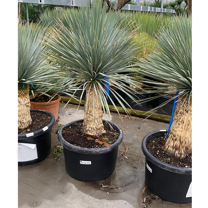 palmlelie (Yucca-rostrata-Stam-50-70 cm-100l-pot)