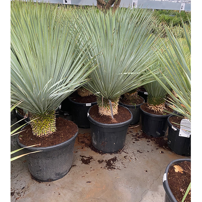 palmlelie (Yucca-rostrata-Stam-70l-pot)