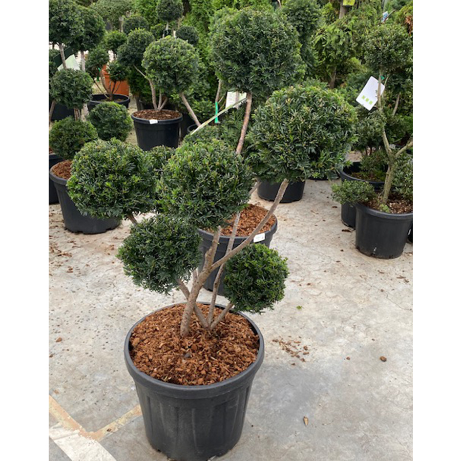 venijnboom (Taxus media Farmen Garden Bonsai 80/100 cm 45l pot