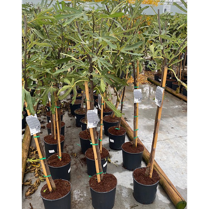 vijgenboom (Ficus-carica-Dalmatie-Halfstam-10l-pot)