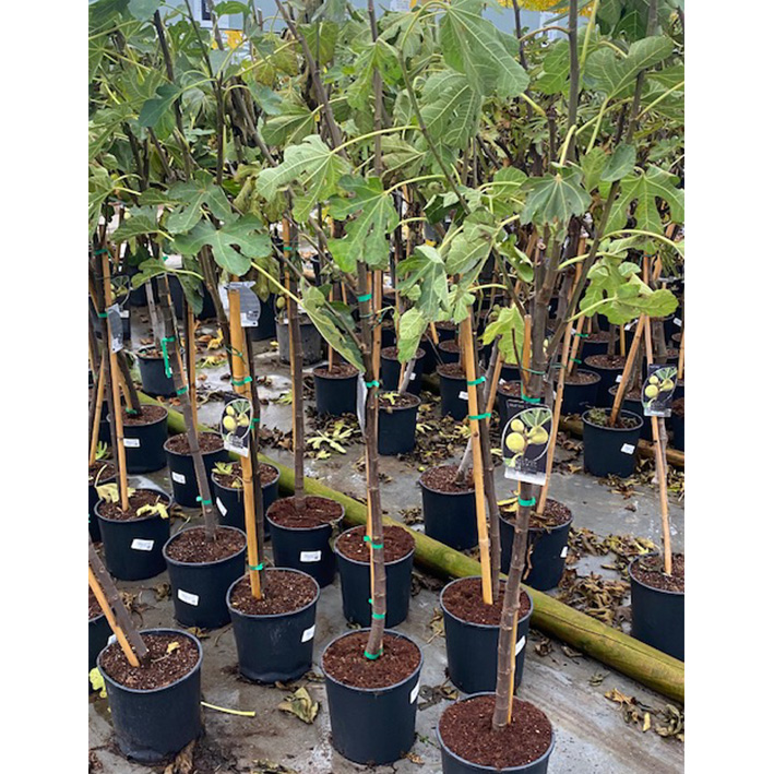 vijgenboom (Ficus-carica-madeleine-2-saisons-Halfstam-10l-pot)