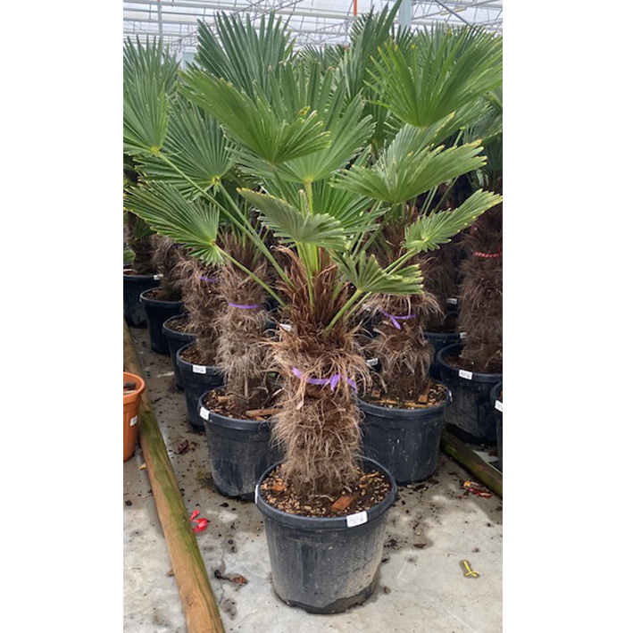 wagner palm (Trachycarpus-wagnerianus-Stam-60-cm-55L-pot)