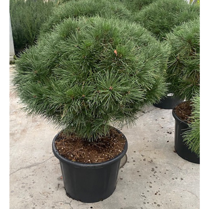 zwarte den (Pinus-nigra-Brepo-Stam-30cm-Bol-70-cm-65l-pot)