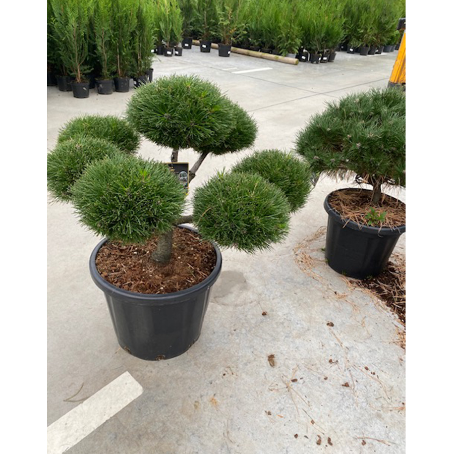 zwarte den (Pinus nigra Brepo Garden Bonsai 60cm 35l pot)
