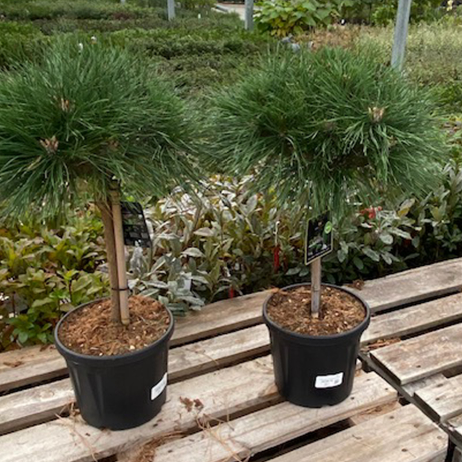 zwarte den (Pinus nigra Brepo Stam 30cm Bol 25 cm 8l pot)