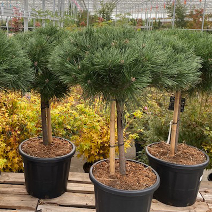 zwarte den (Pinus nigra Brepo Stam 60cm Bol 50 cm 35l pot)