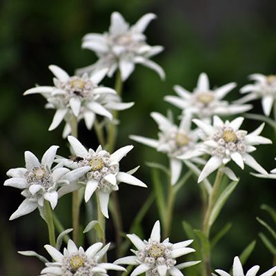 edelweiss (Leontopodium alpinum ZugspitzeⓈ)