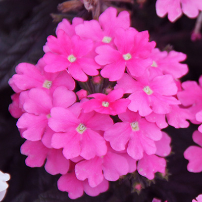 ijzerhard (Verbena-x-peruviana-Samira®-Bright-Pink)