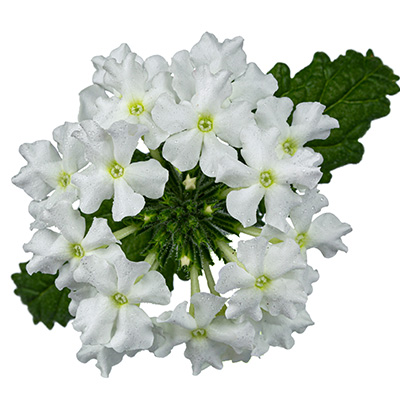 ijzerhard (Verbena-x-peruviana-Vectura®-White)