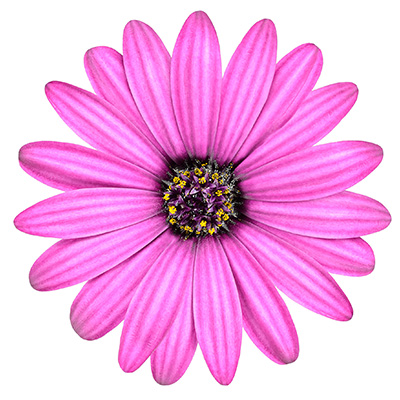 kaapse margriet Osteospermum-ecklonis-Erato®-Compact-Pink)