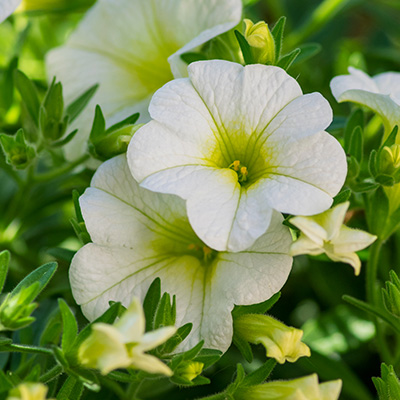 mini-petunia (Calibrachoa-cultivars-Calita<sup>®</sup>-Compact-White)