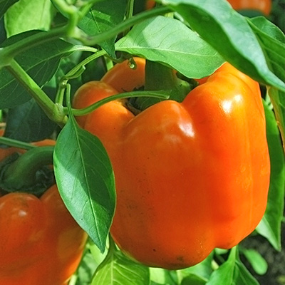 paprika-blokpaprika (Capsicum-annuum-Beluga<sup>®</sup>-Orange-F1)