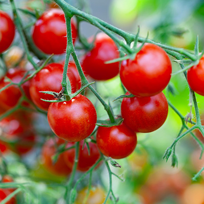 tomaat-kerstomaat (Solanum-lycopersicum-Lupitas-F1)