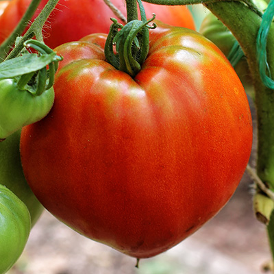 tomaat-ossenhart (Solanum-lycopersicum-Gourmandia-F1)