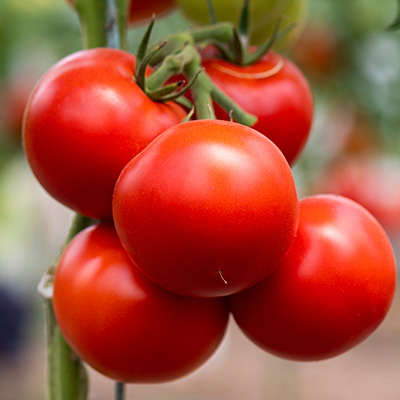 tomaat-rond (Solanum-lycopersicum-Starlias-Red-F1-Culina)