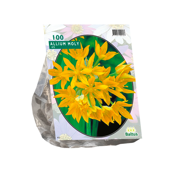 Allium Moly per 100